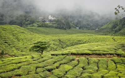 Your Ticket to Darjeeling’s Finest: Unlocking the Secrets of Tea Plantation Tours
